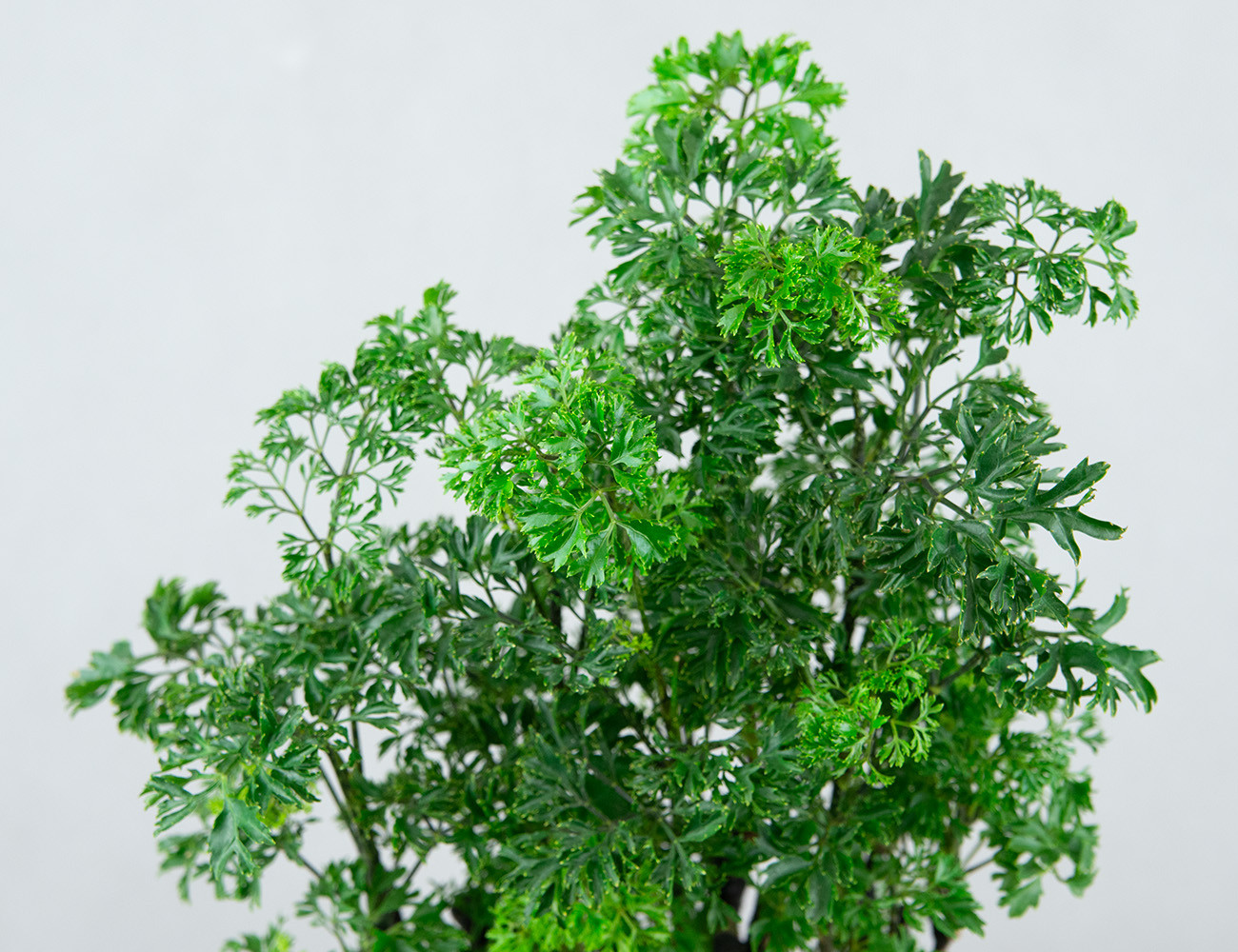 Полисциас фрутикоза элеганс