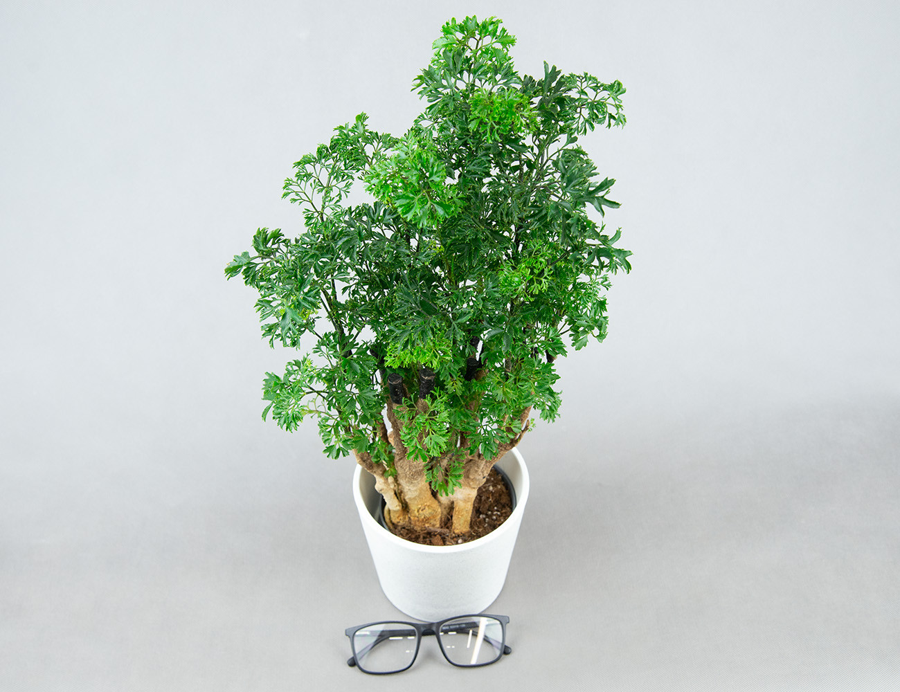 Полисциас фрутикоза элеганс