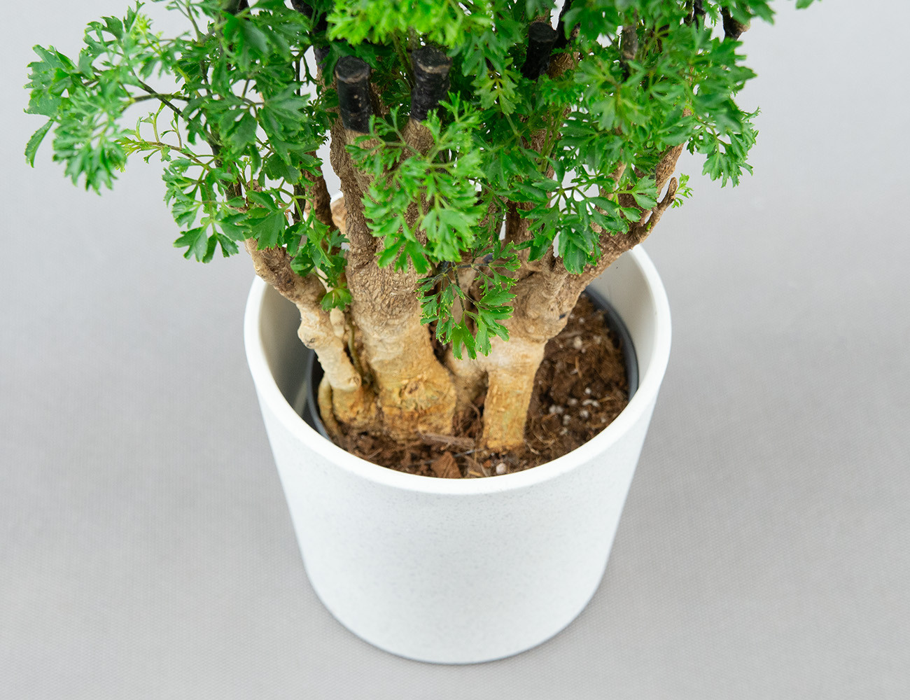 Полисциас фрутикоза элеганс