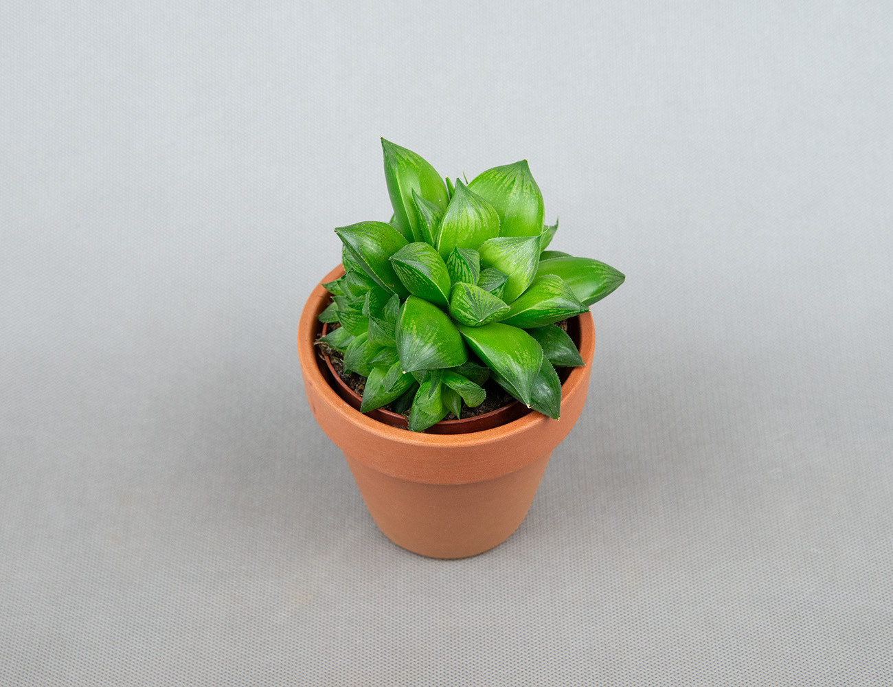 Хавортия Купера Ø9