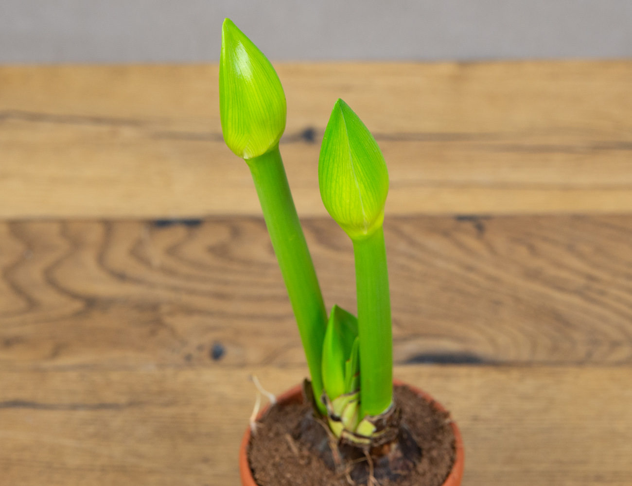 Амариллис микс в терракоте