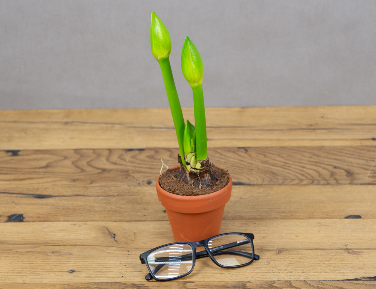 Амариллис микс в терракоте