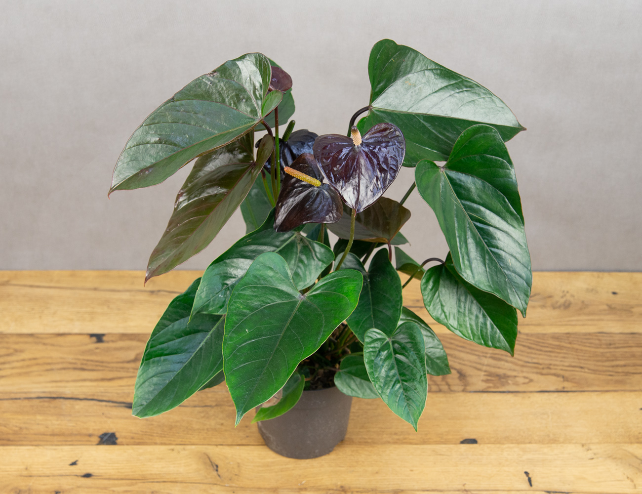 Антуриум Андреанум Париж Блэк