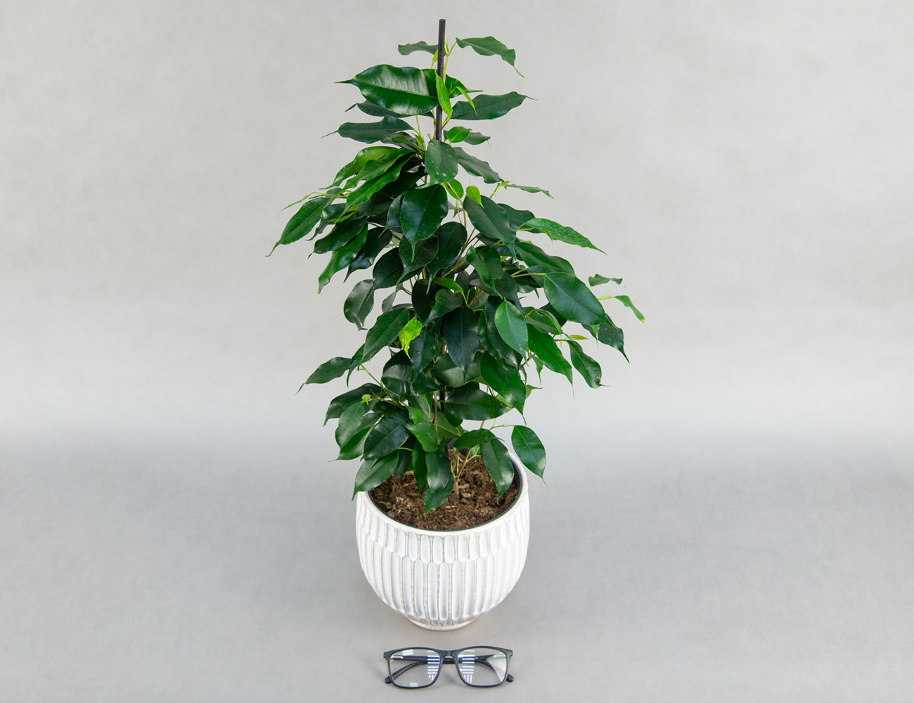 Фикус Бенджамина микс Ø17