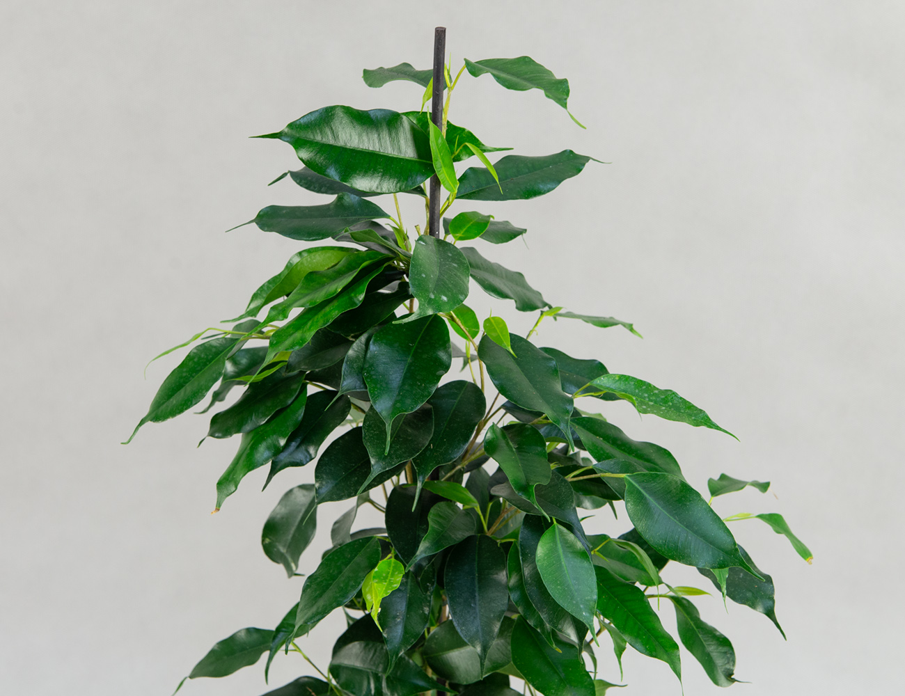 Фикус Бенджамина микс Ø17