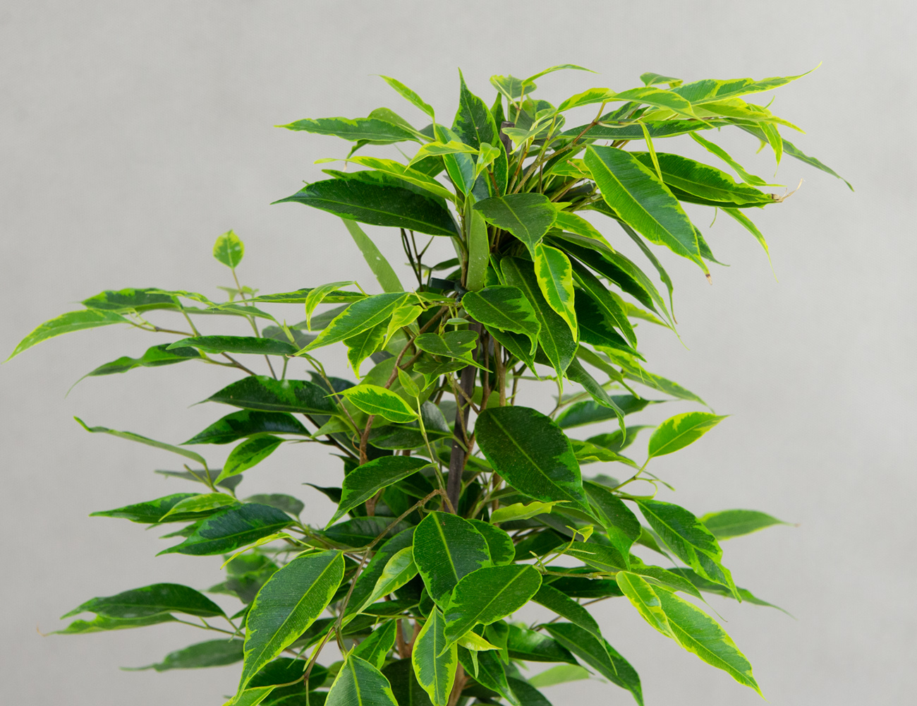 Фикус Бенджамина микс Ø17