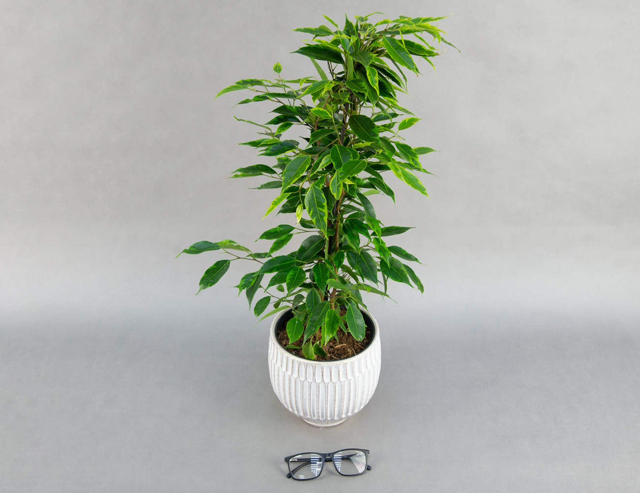 Фикус Бенджамина микс Ø17