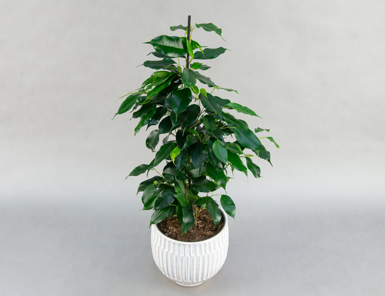 Фикус Бенджамина микс Ø17