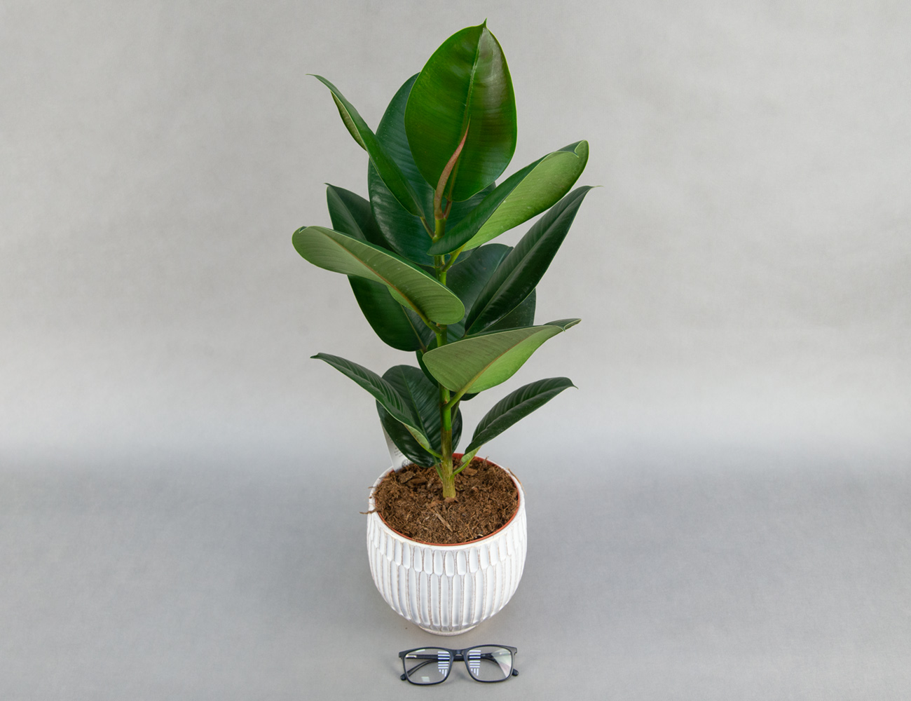 Фикус Эластика Робуста Ø17