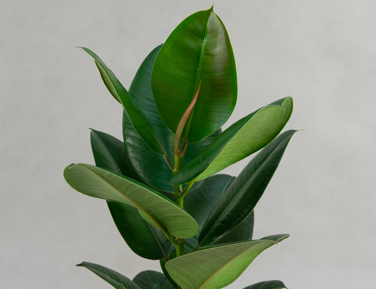 Фикус Эластика Робуста Ø17