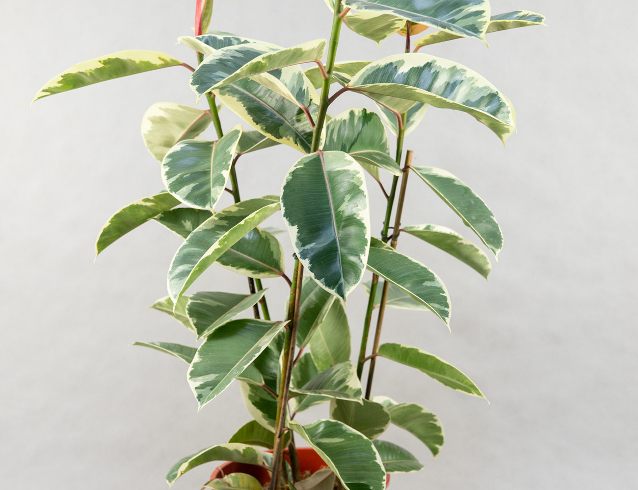 Фикус Эластика Тинеке 100 см
