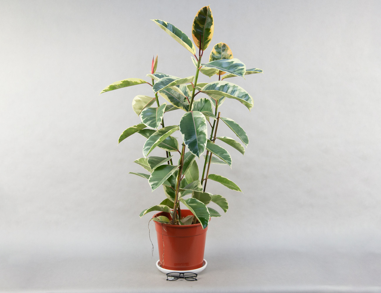 Фикус Эластика Тинеке 100 см