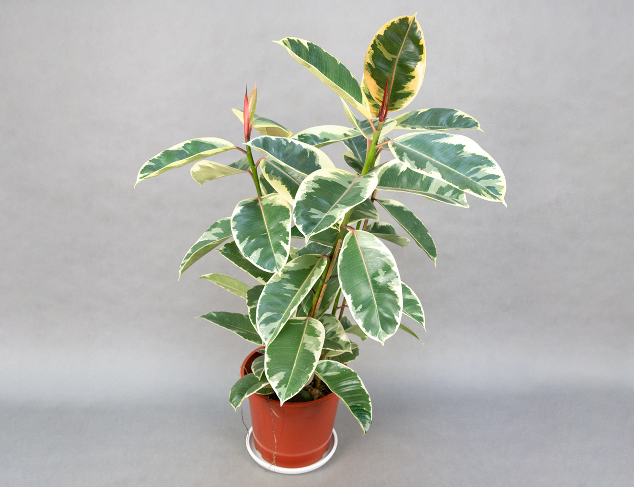 Фикус Эластика Тинеке 100 см