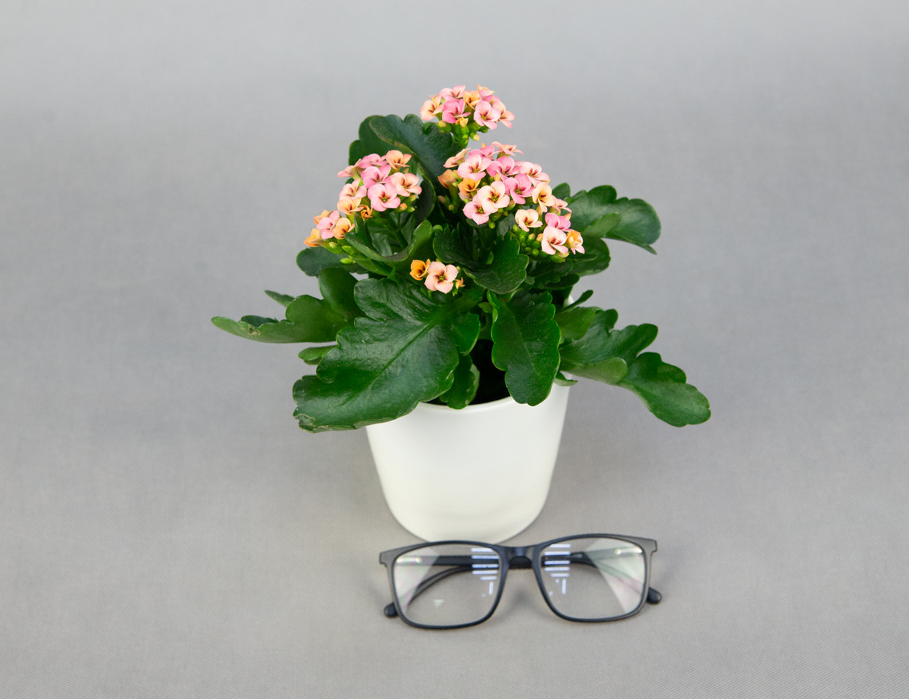 Каланхоэ Тигр микс