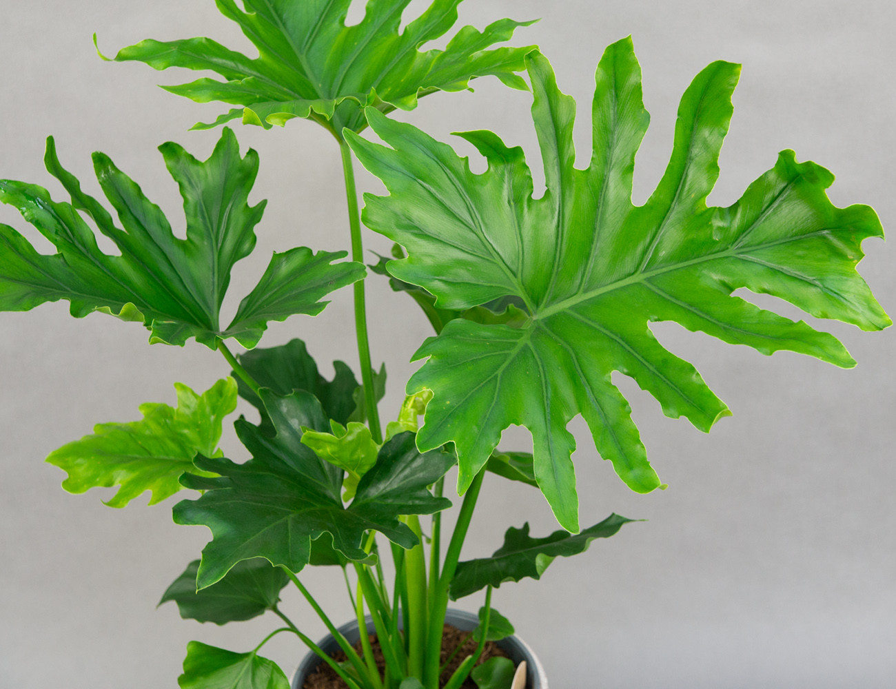 Филодендрон Маленькая Надежда Ø19