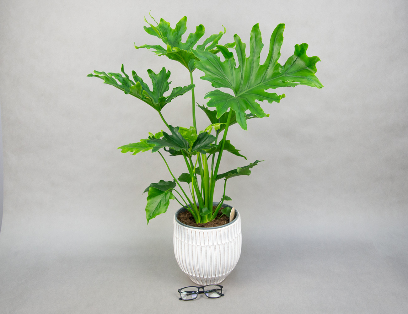 Филодендрон Маленькая Надежда Ø19