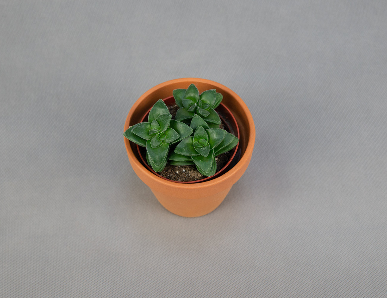 Крассула Spring time