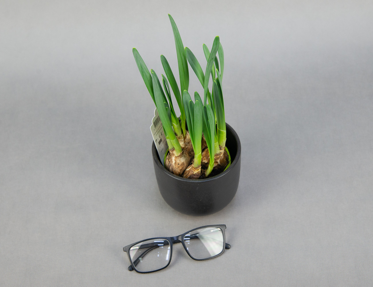 Нарциссы Ø12