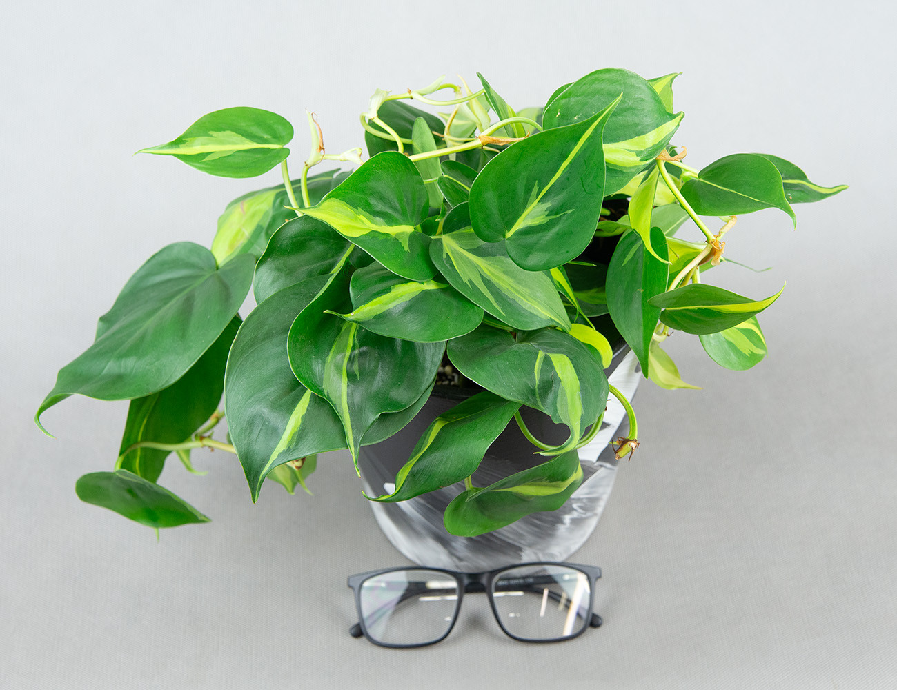 Филодендрон Сканденс Ø15