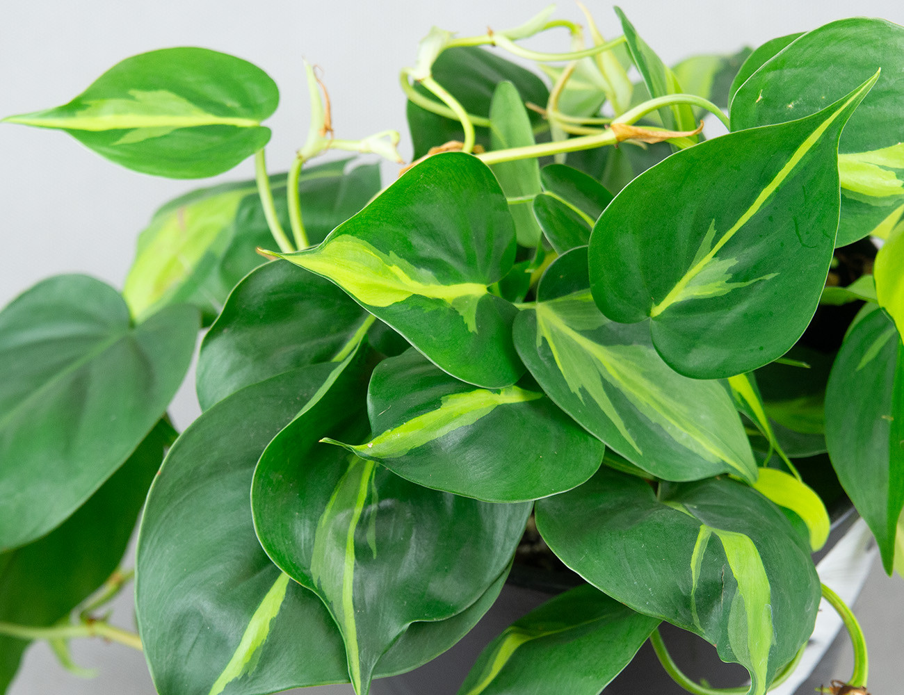 Филодендрон Сканденс Ø15