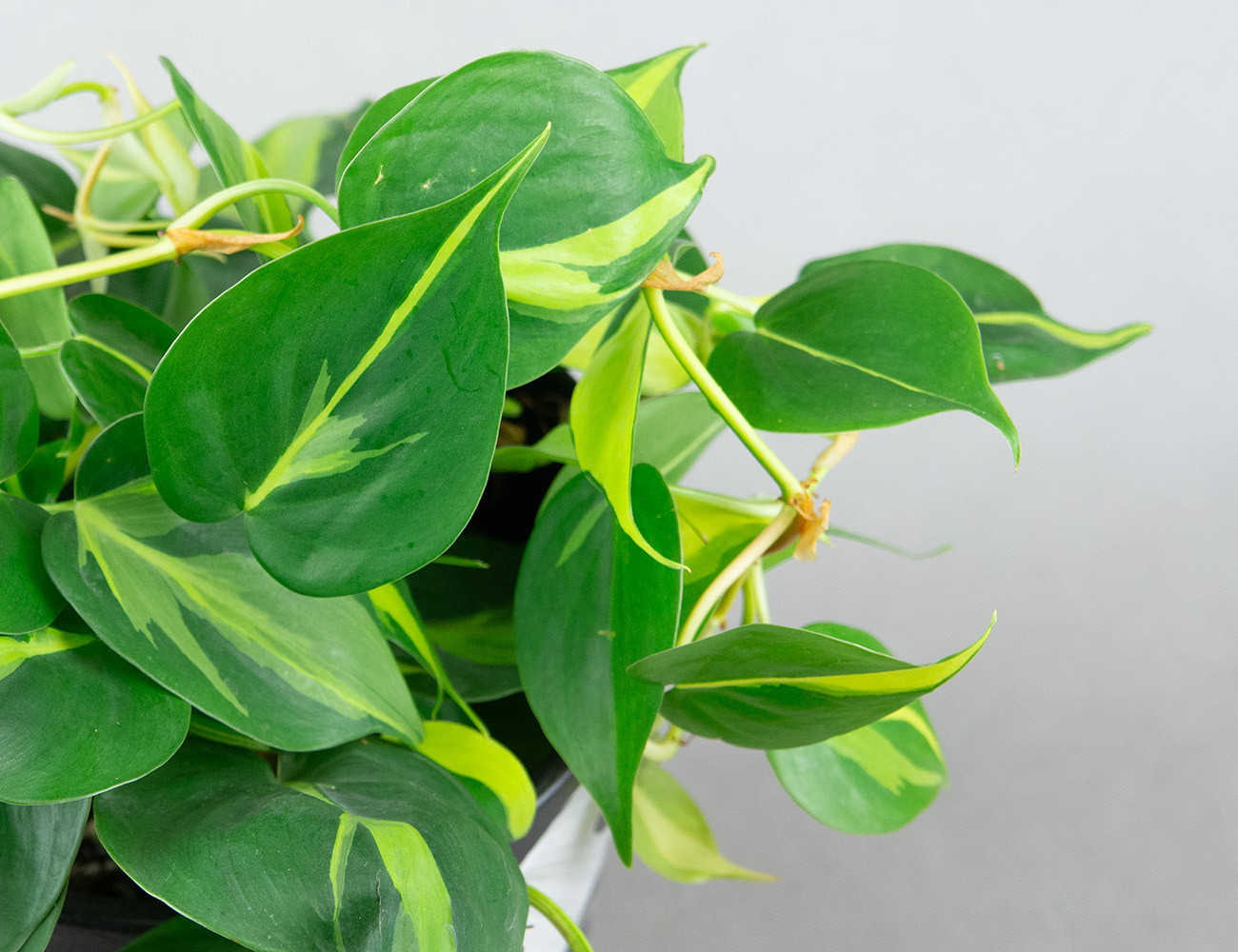 Филодендрон Сканденс Ø15