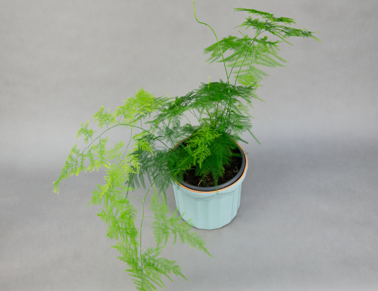 Аспарагус перистый Ø19