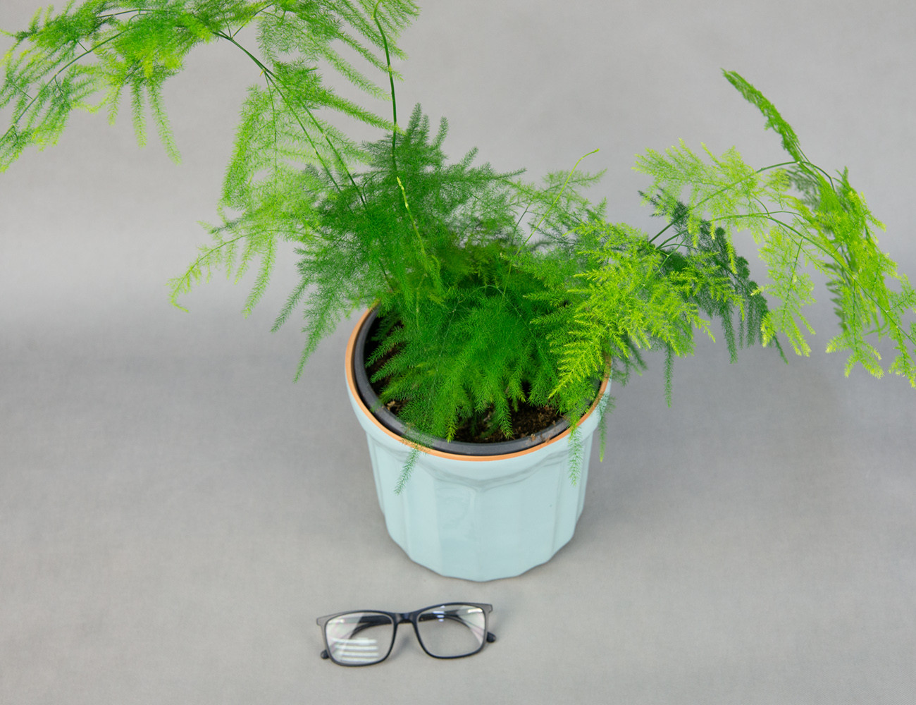 Аспарагус перистый Ø19