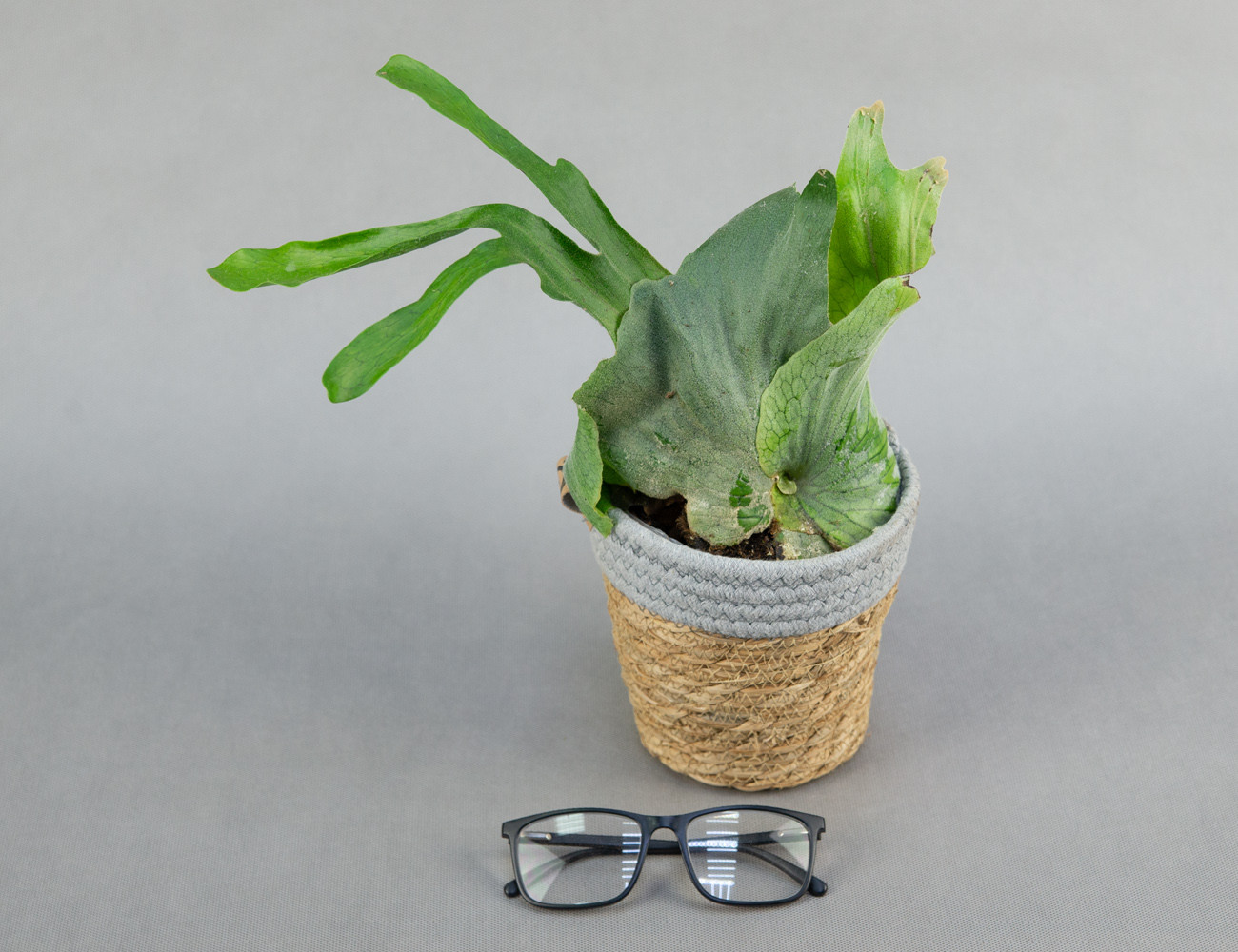 Платицериум Супербум