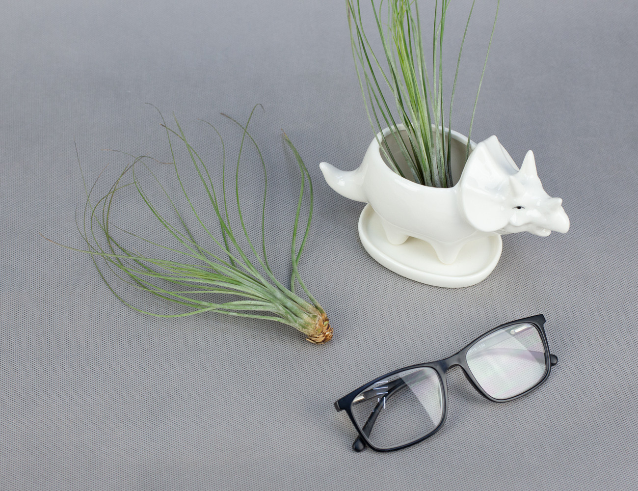 Тилландсия Джунсея