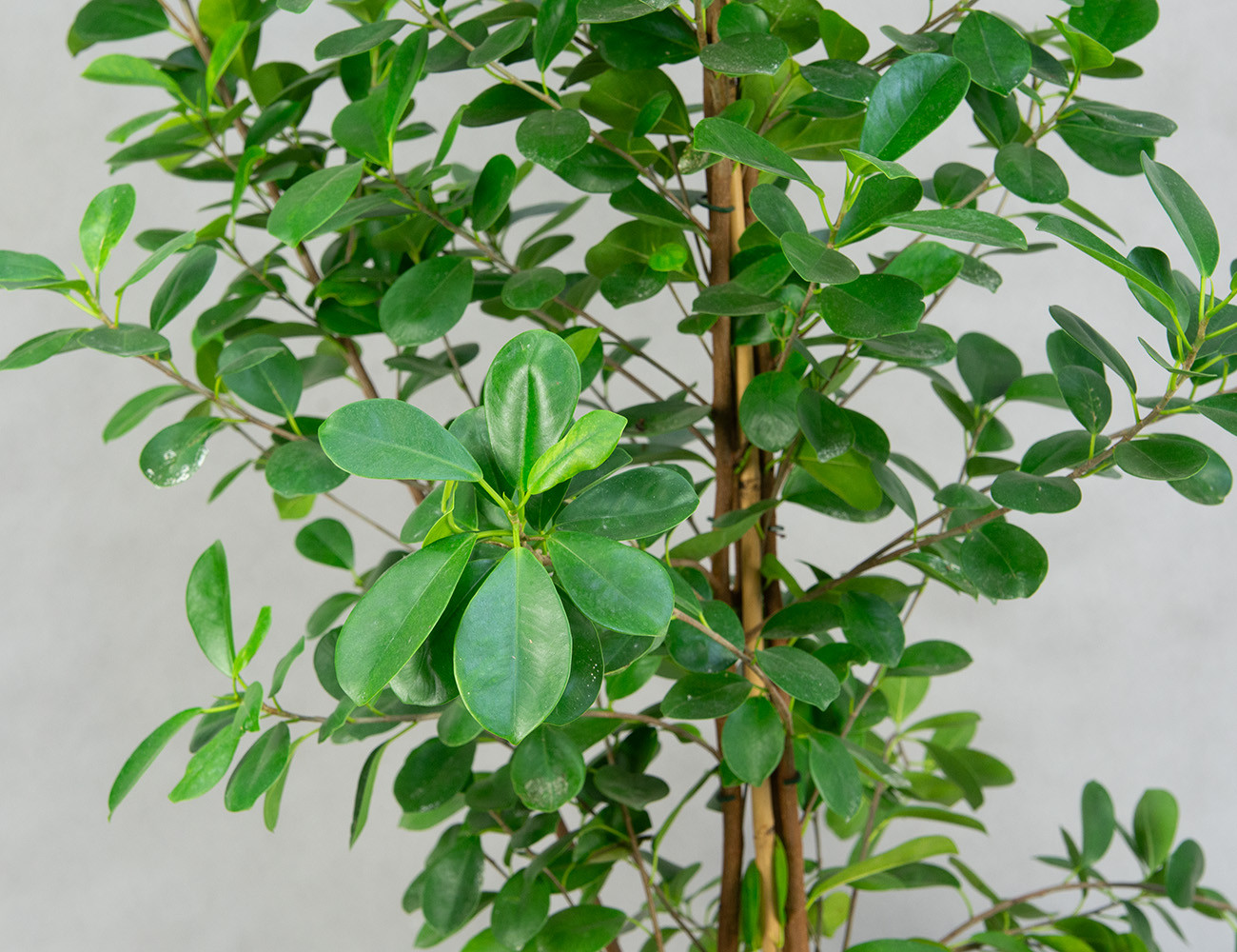 Фикус Мокламе 150 см