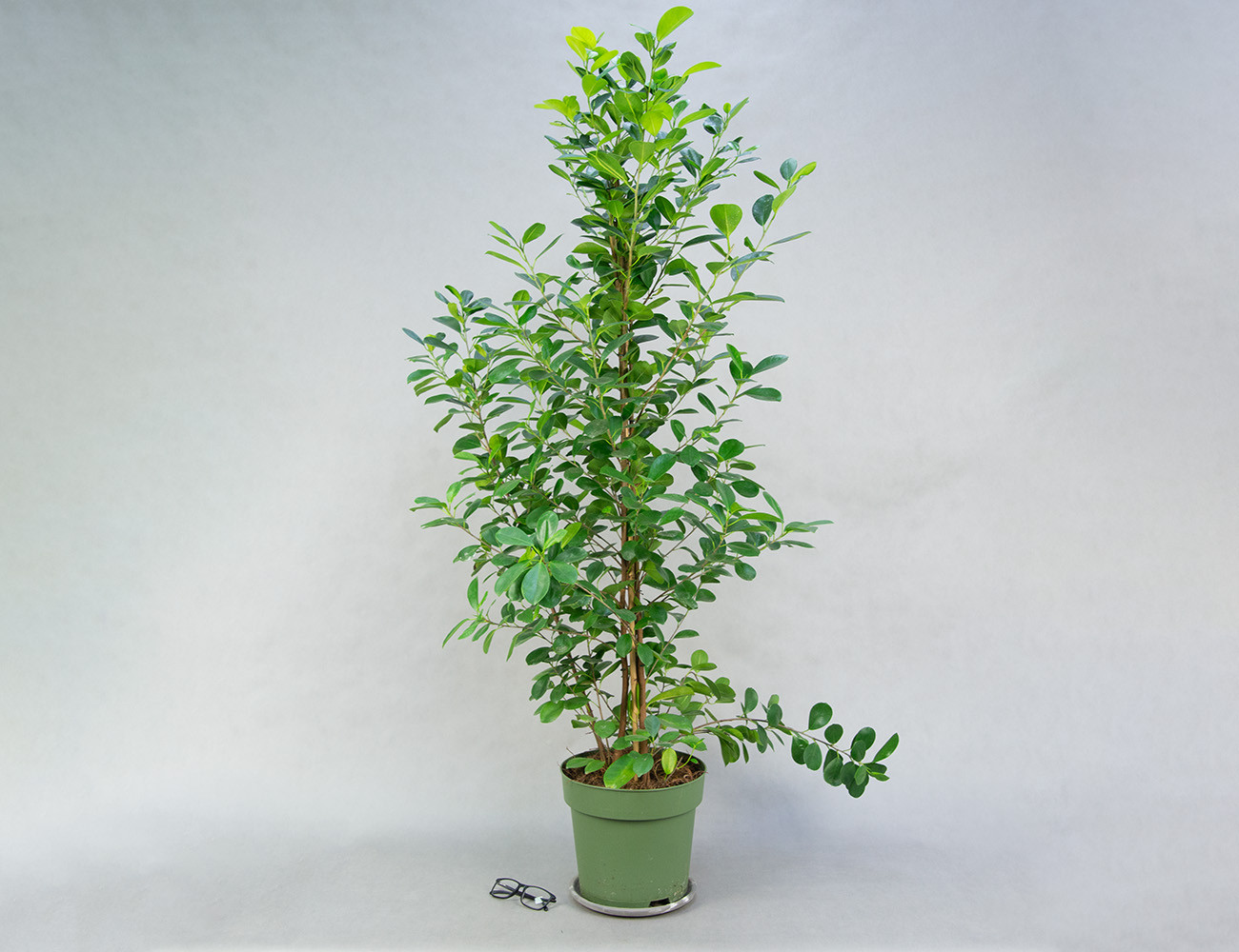 Фикус Мокламе 150 см