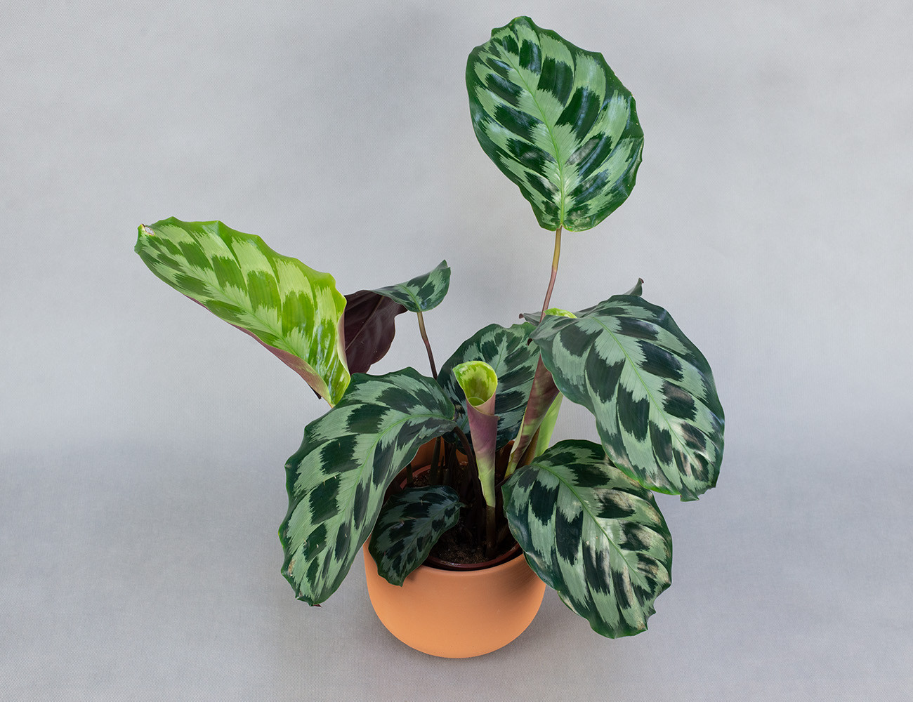 Калатея Хелен Кеннеди Ø14