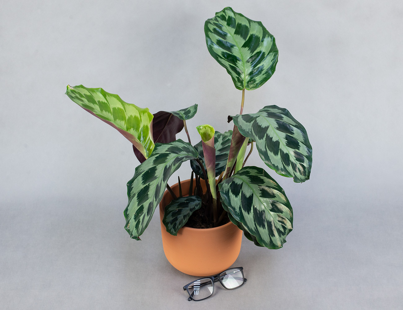 Калатея Хелен Кеннеди Ø14