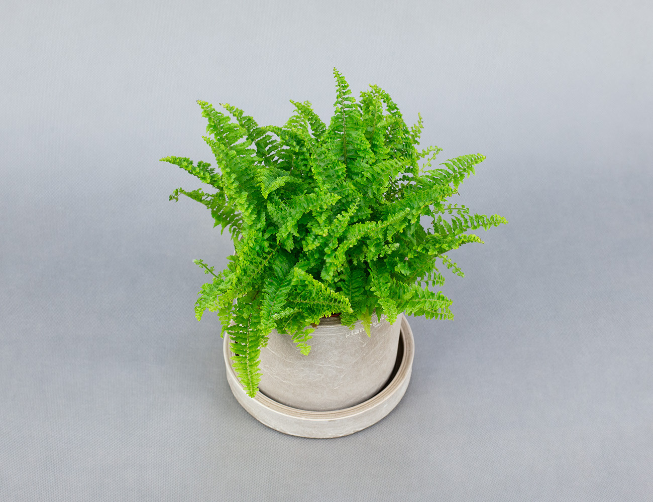Папоротник Нефролепис Витале Ø12