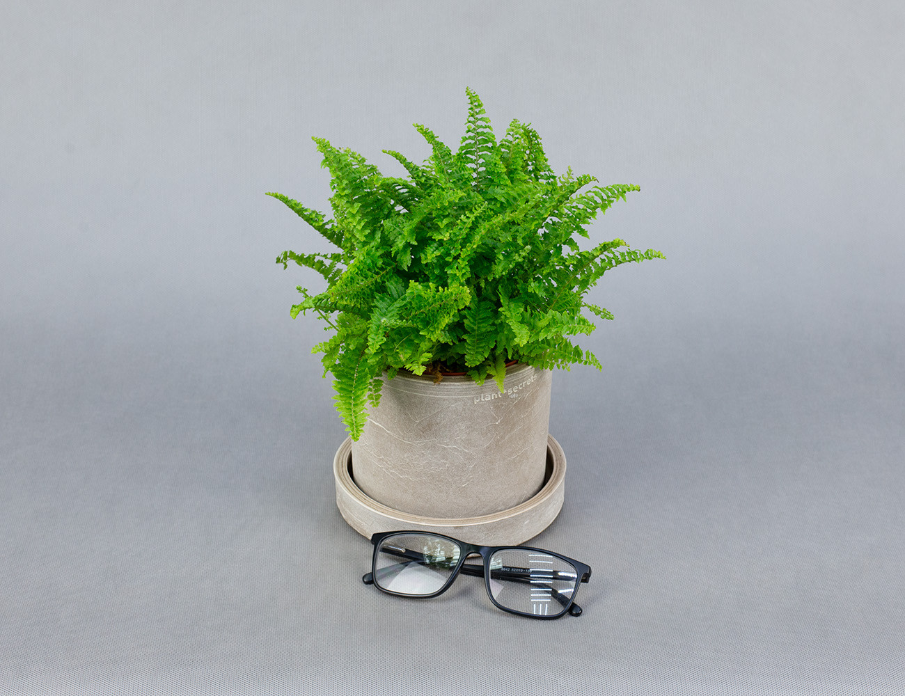 Папоротник Нефролепис Витале Ø12