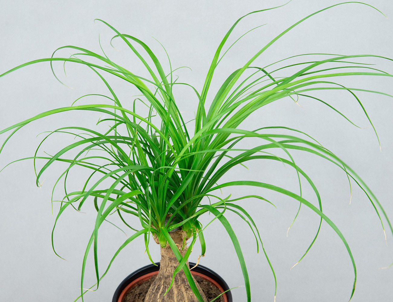 Бокарнея Нолина Ø14