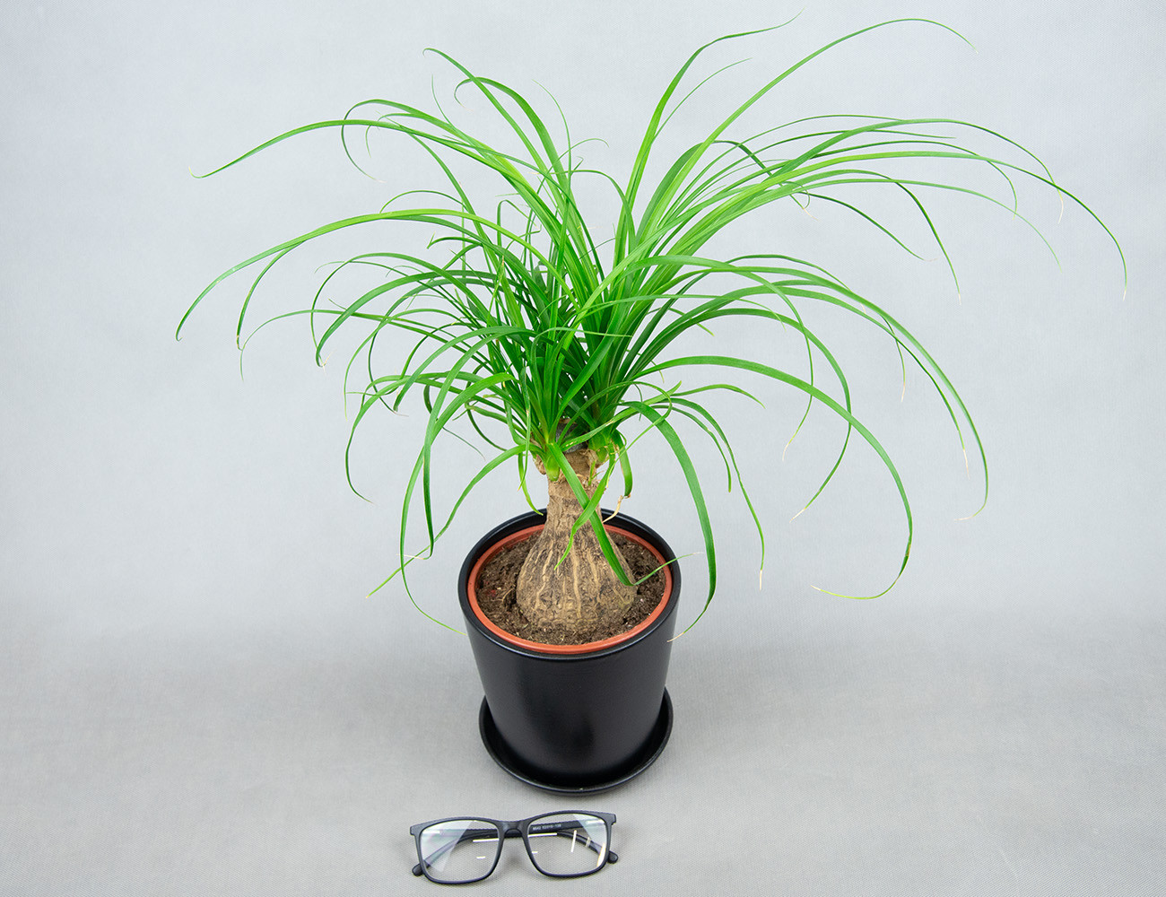 Бокарнея Нолина Ø14