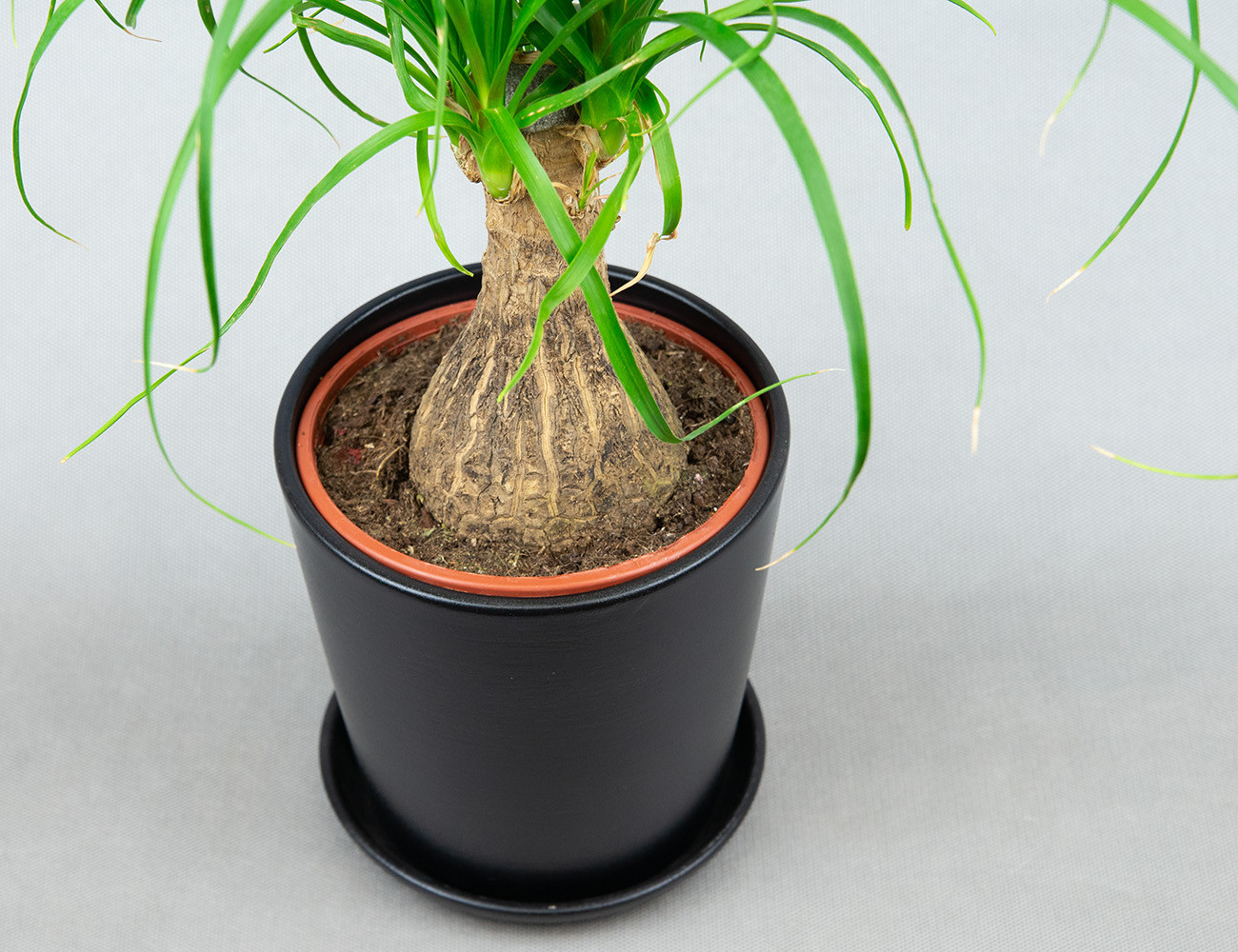 Бокарнея Нолина Ø14