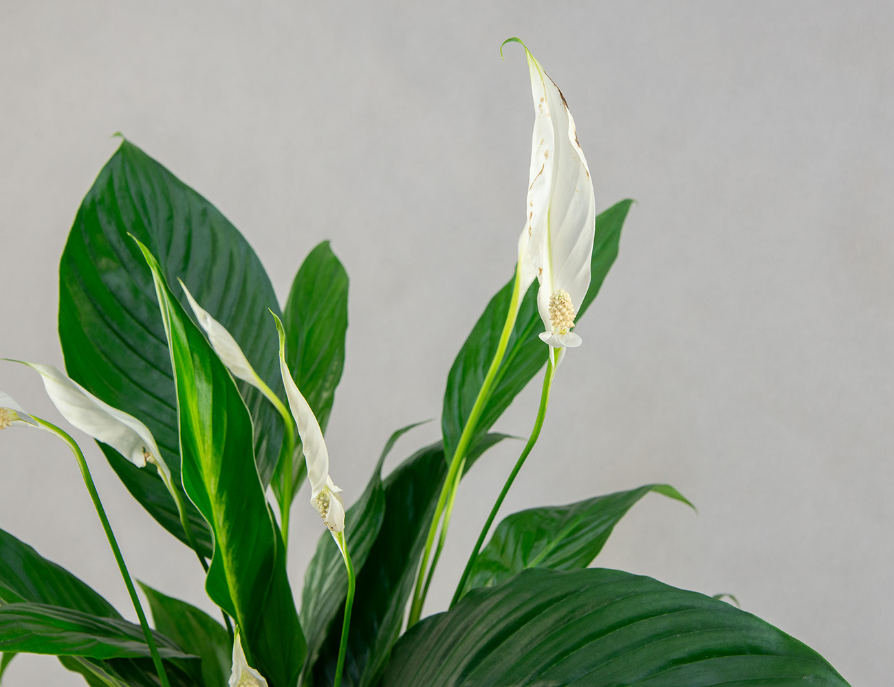 Спатифиллум Бинго Купидо Ø17