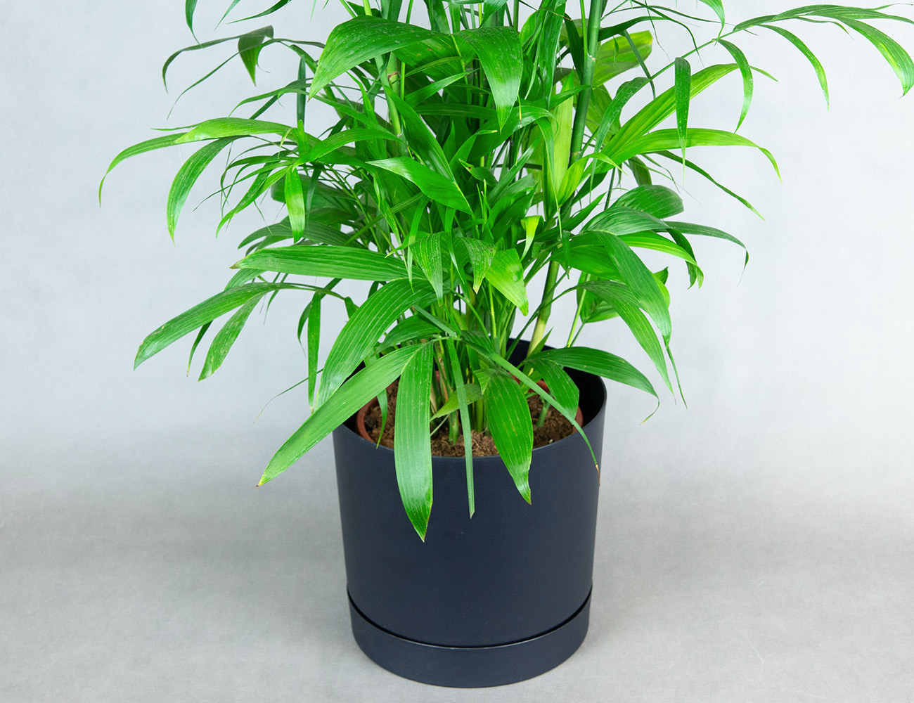 Хамедорея Зейфрица 120 см