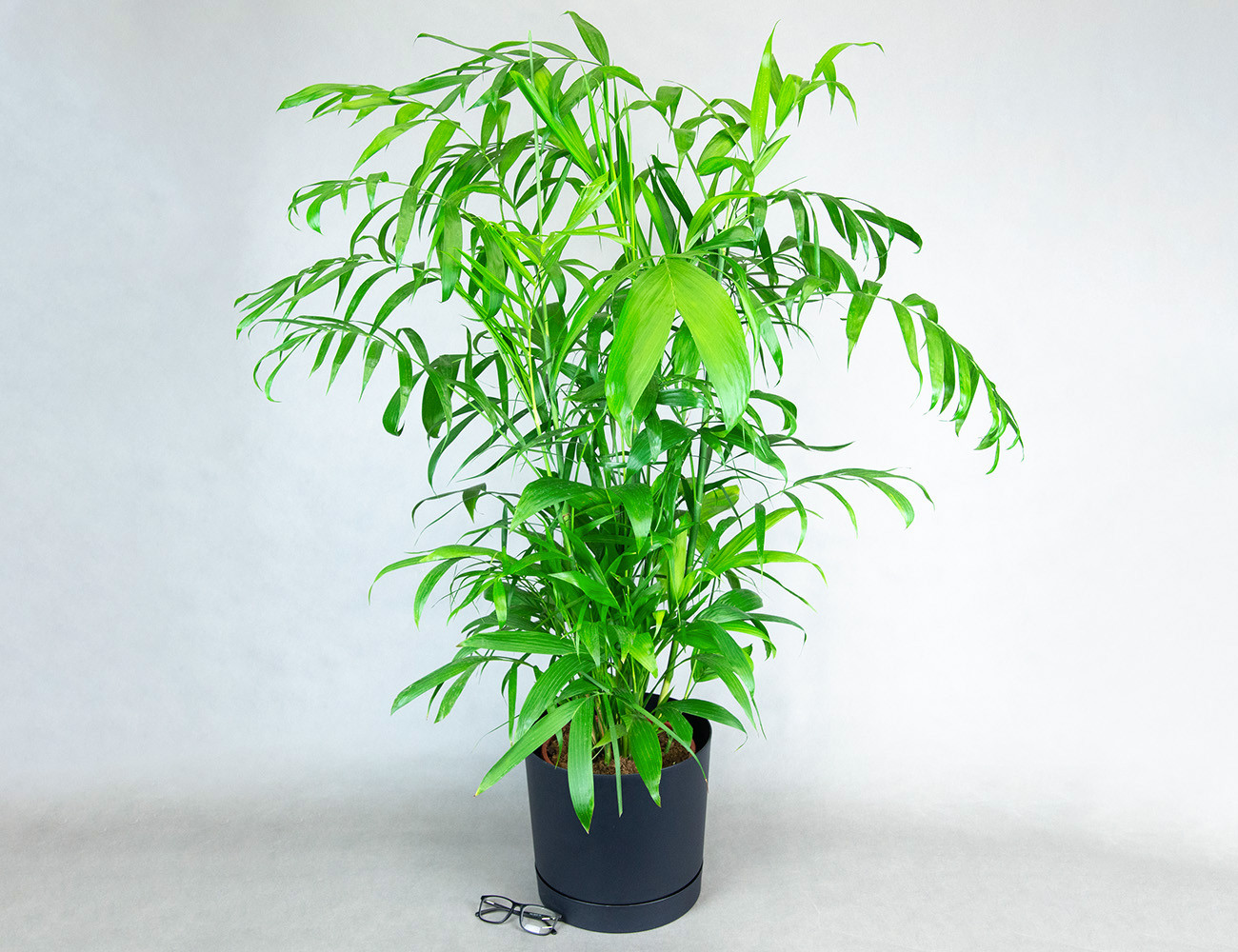 Хамедорея Зейфрица 120 см