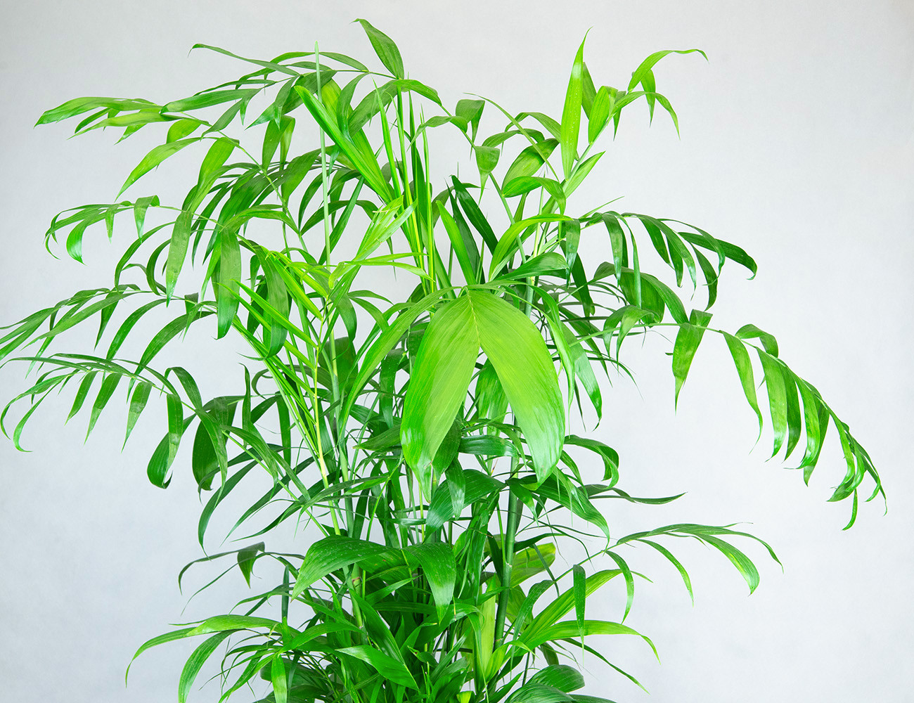 Хамедорея Зейфрица 120 см