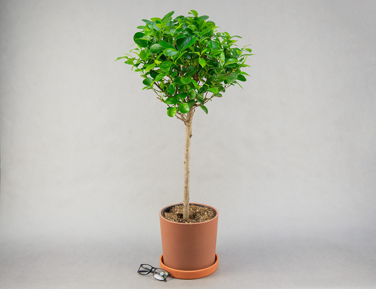 Фикус Мокламе 90 см штамб