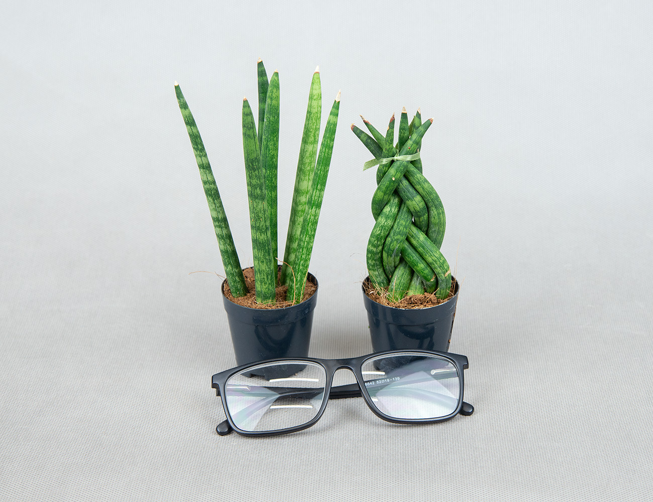 Сансевиерия микс Ø7