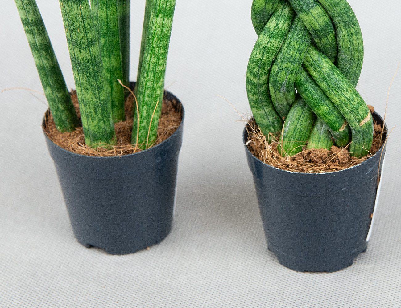 Сансевиерия микс Ø7