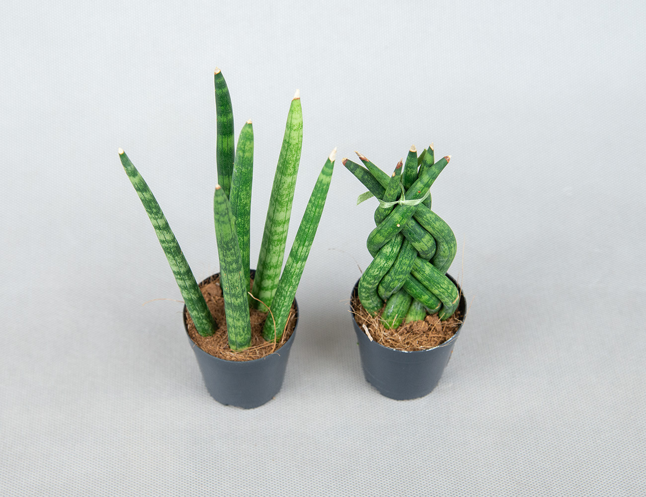 Сансевиерия микс Ø7