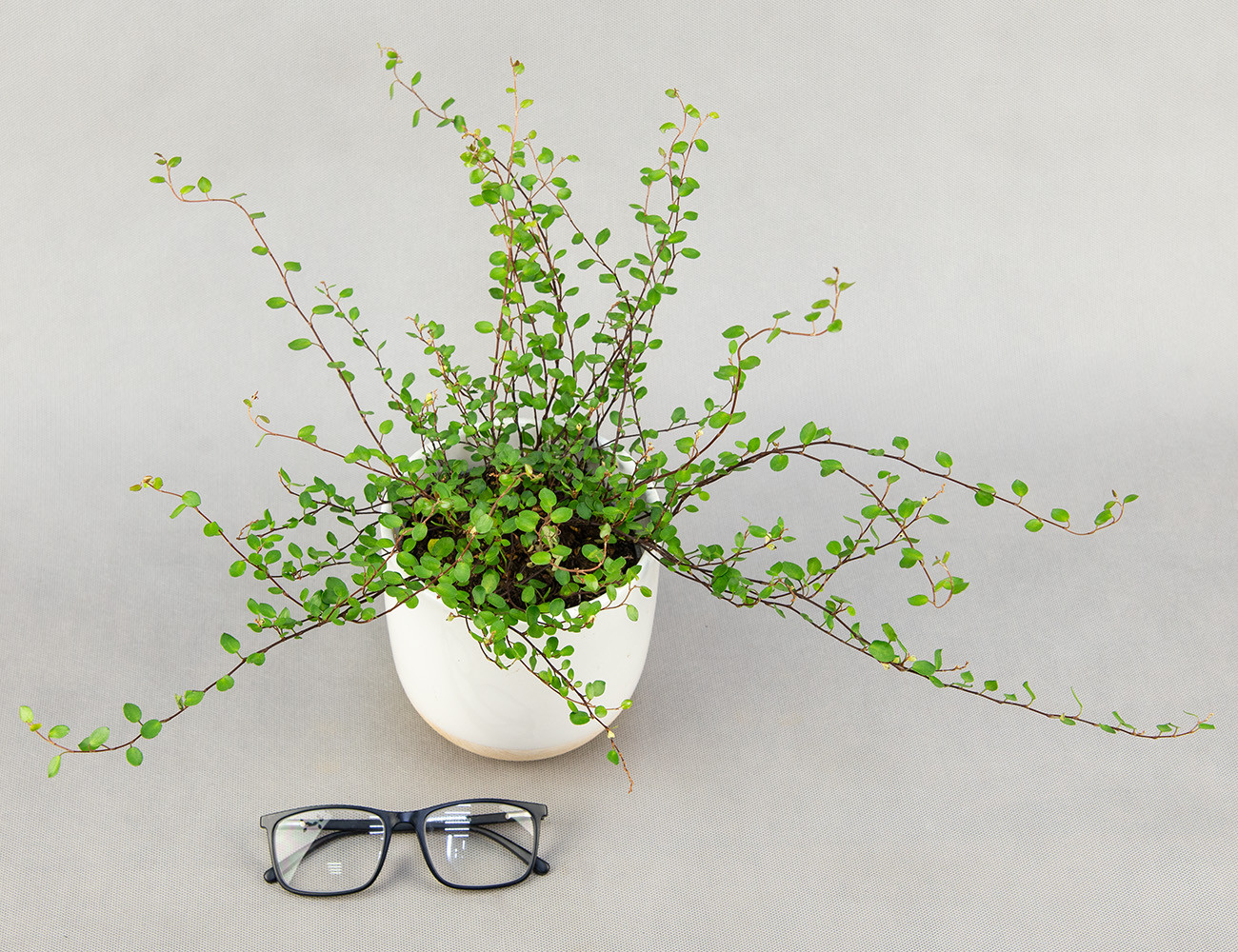 Мюленбекия