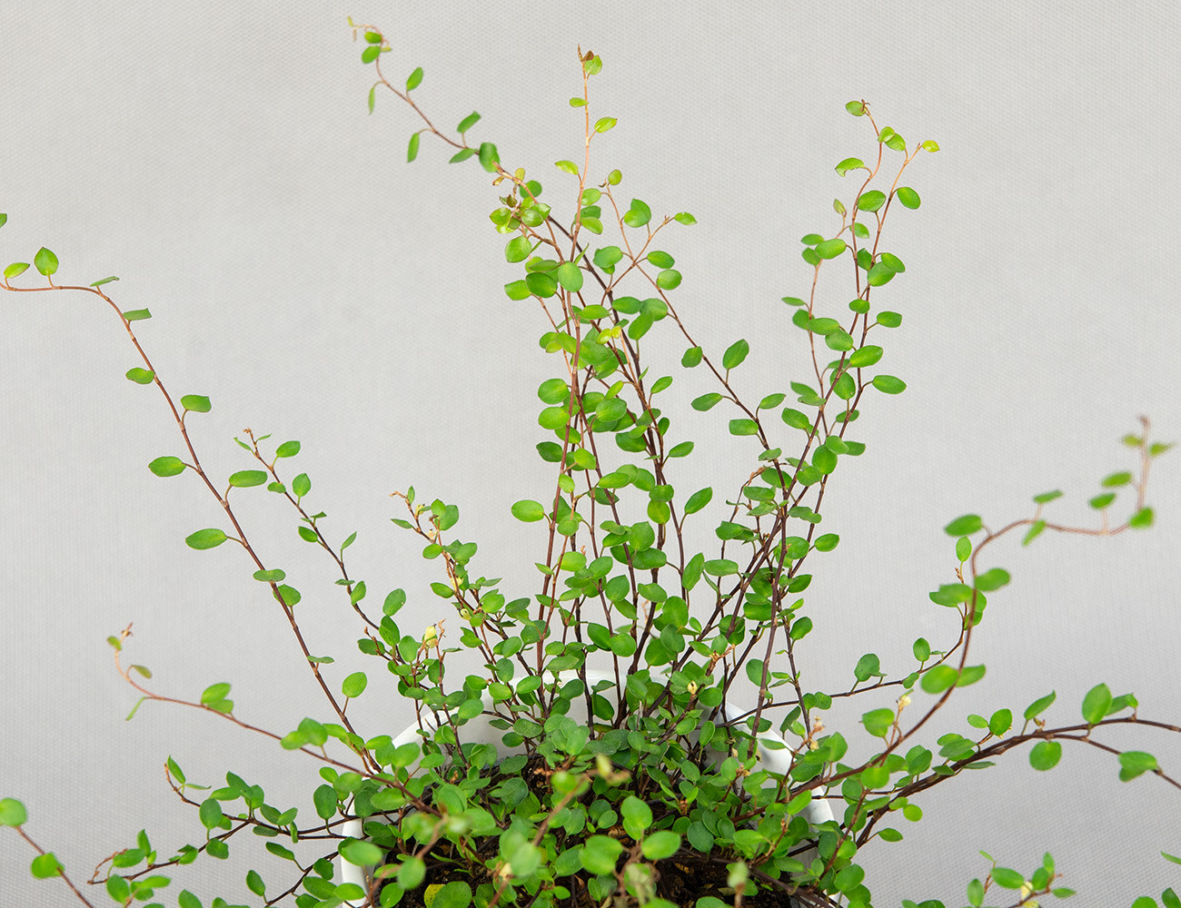 Мюленбекия