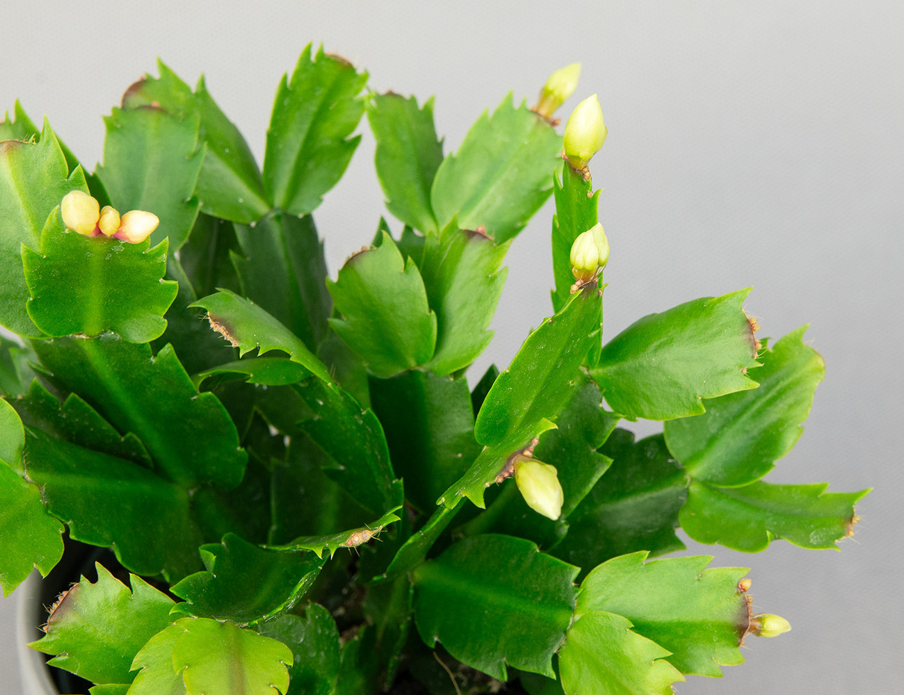 Декабрист белый Ева