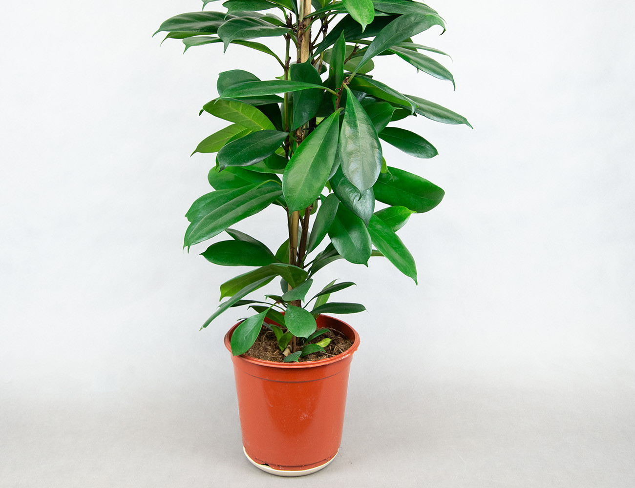 Фикус Циатистипула Ø24